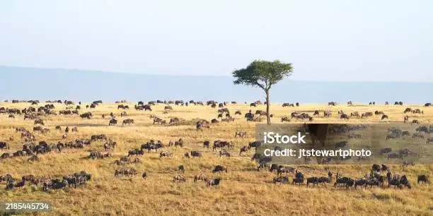 Have Compassion …..